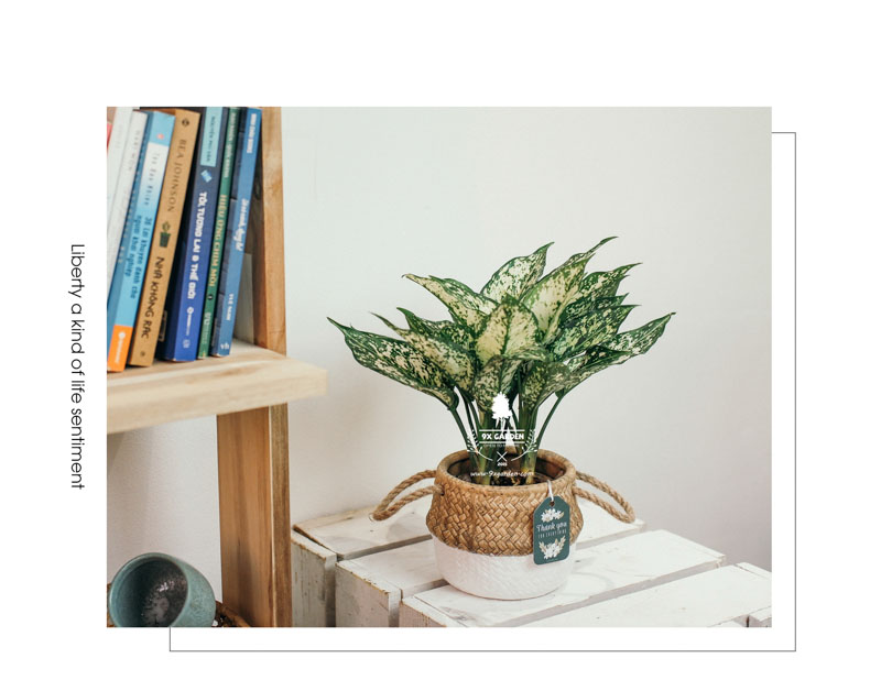 Ngọc Ngân 10.0 - Cây Trồng Không Cần Đất 9X Garden