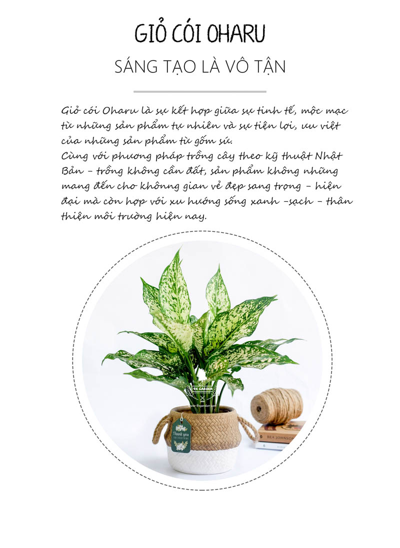 Ngọc Ngân 10.0 - Cây Trồng Không Cần Đất 9X Garden