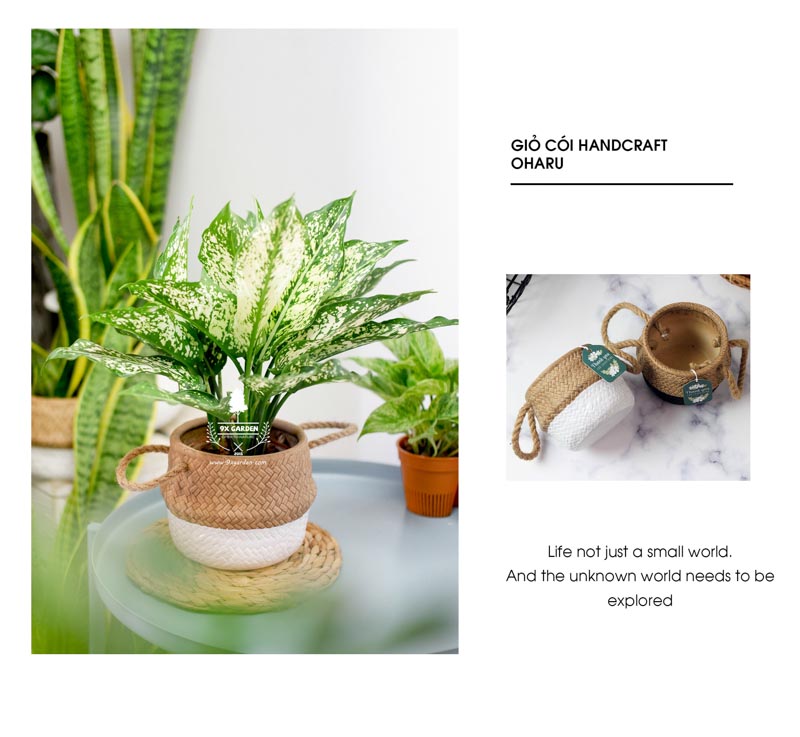 Ngọc Ngân 10.0 - Cây Trồng Không Cần Đất 9X Garden