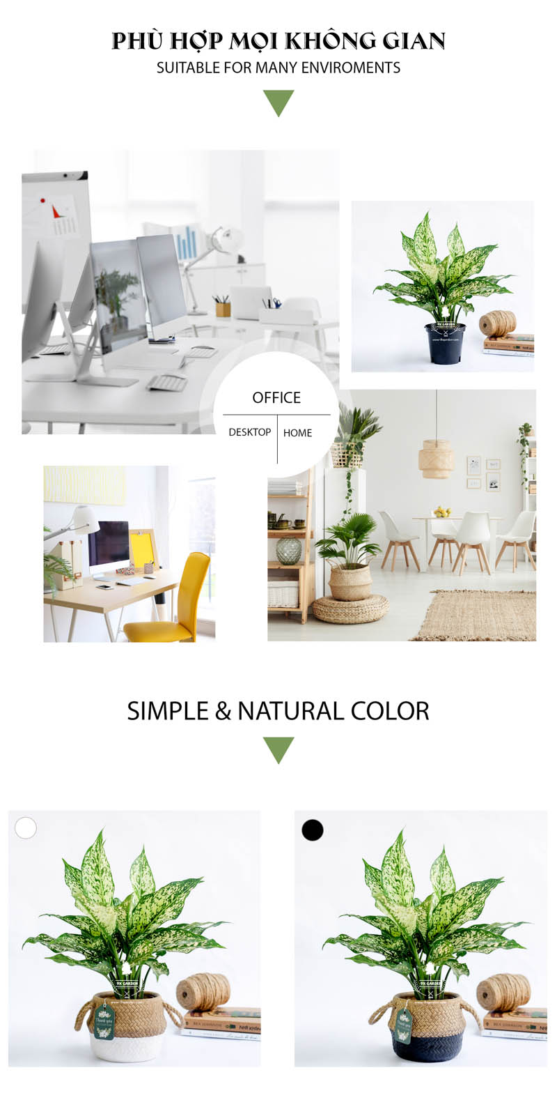 Ngọc Ngân 10.0 - Cây Trồng Không Cần Đất 9X Garden