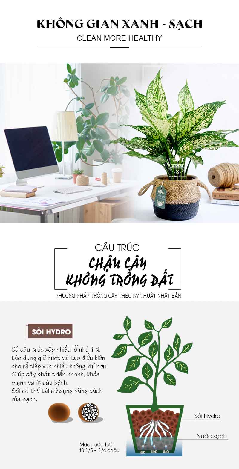 Ngọc Ngân 10.0 - Cây Trồng Không Cần Đất 9X Garden