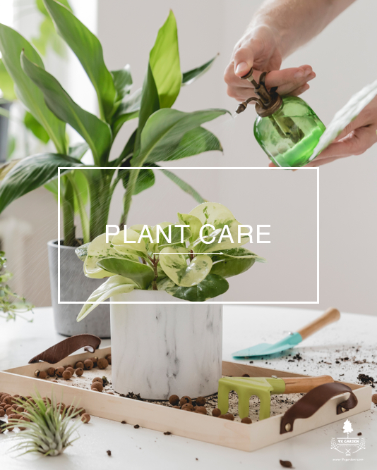 Hướng Dẫn Chăm Sóc Cây Không Cần Đất - 9X GARDEN