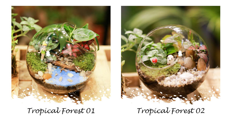 Tiểu Cảnh Để Bàn Terrarium Tropical Forest - 9X GARDEN