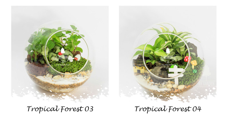 Tiểu Cảnh Để Bàn - Terrarium - Tropical Forest - 9X GARDEN