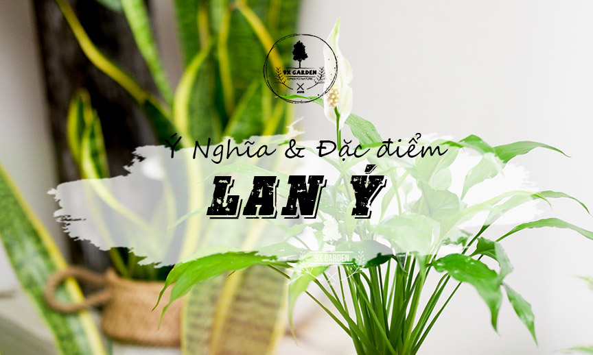Ý Nghĩa & Đặc Điểm Cây Lan Ý