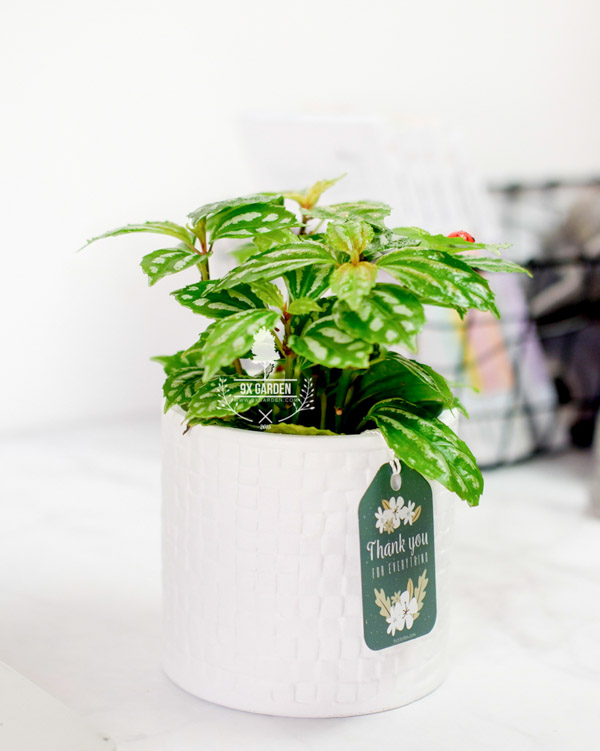 Ý Nghĩa & Đặc Điểm Cây Sao Băng - 9X GARDEN