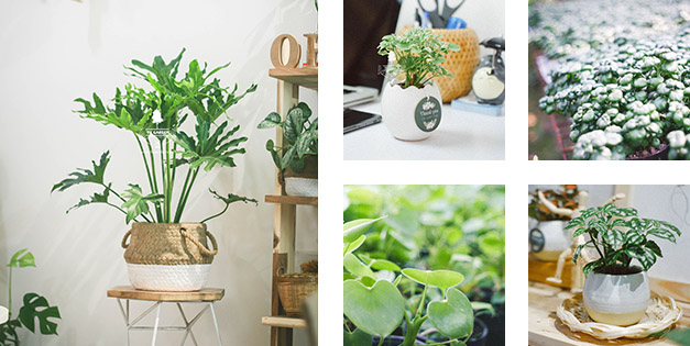 Plant Care - Hướng Dẫn Chăm Sóc Cây Xanh - 9X Garden