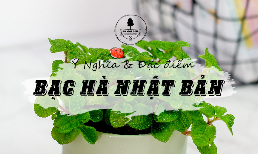 Ý Nghĩa & Đặc Điểm Cây Bạc Hà Nhật Bản