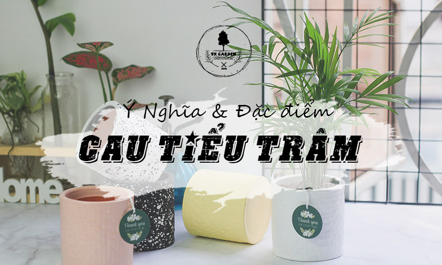 Ý Nghĩa & Đặc Điểm Cây Cau Tiểu Trâm - 9X GARDEN