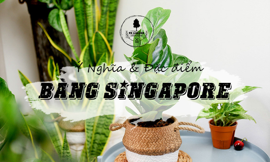 Ý Nghĩa & Đặc Điểm Cây Bàng Singapore - 9X GARDEN