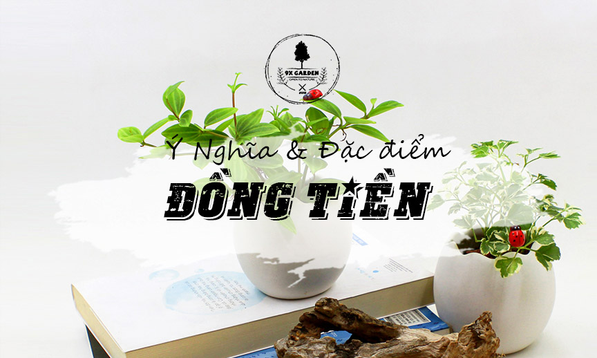 Ý Nghĩa & Đặc Điểm Cây Đồng Tiền / Bình An - 9X GARDEN