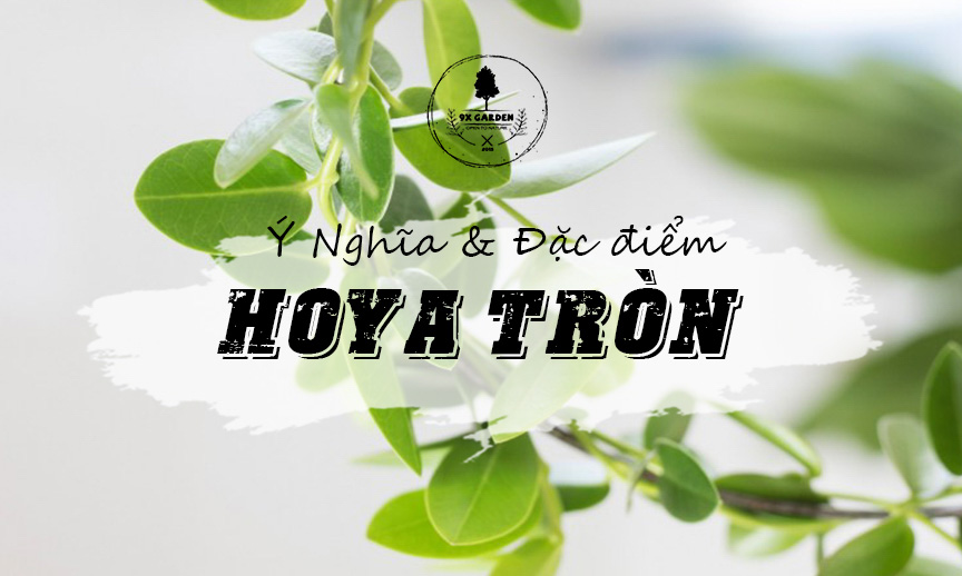 Plant Wiki – Cây Hoya Tròn