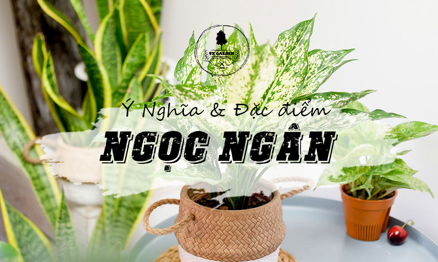 Plant Wiki – Cây Ngọc Ngân