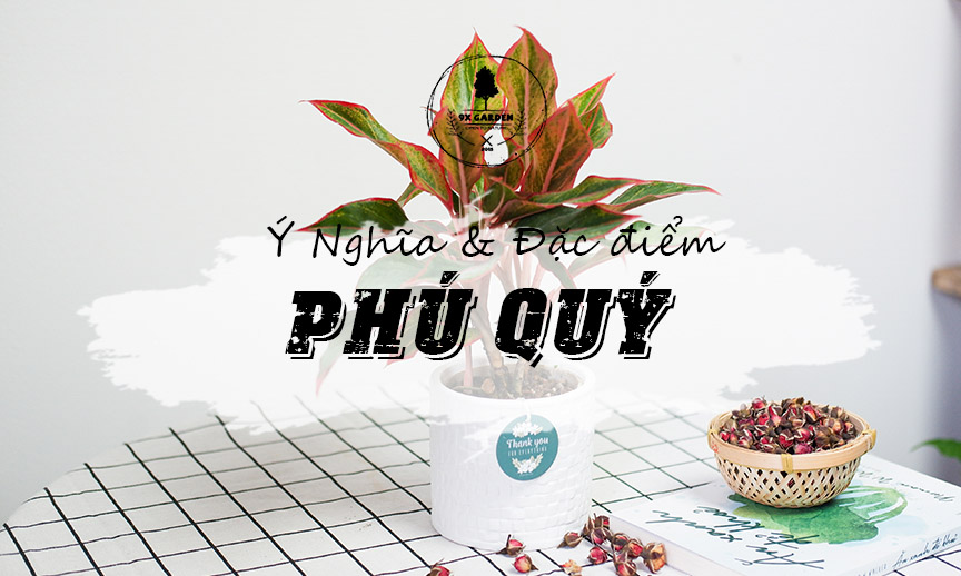 Ý Nghĩa & Đặc Điểm Cây Phú Quý - 9X GARDEN