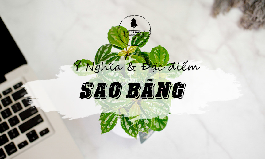 Ý Nghĩa & Đặc Điểm Cây Sao Băng - 9X GARDEN