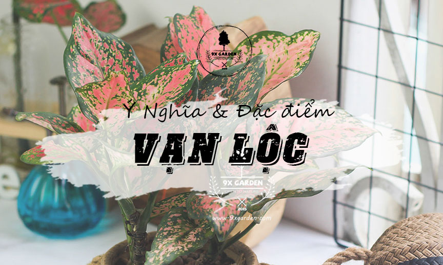 Ý Nghĩa & Đặc Điểm Cây Vạn Lộc