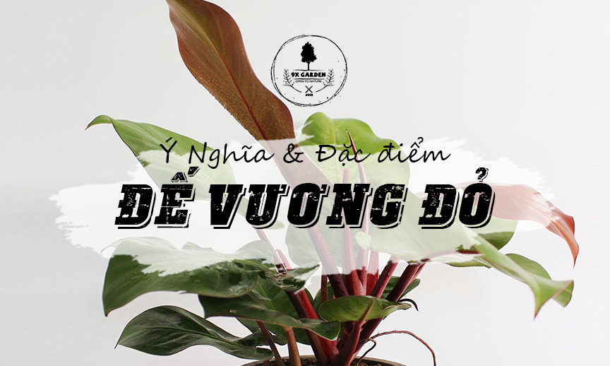 Ý Nghĩa & Đặc Điểm Trầu Bà Đế Vương Đỏ - 9X GARDEN