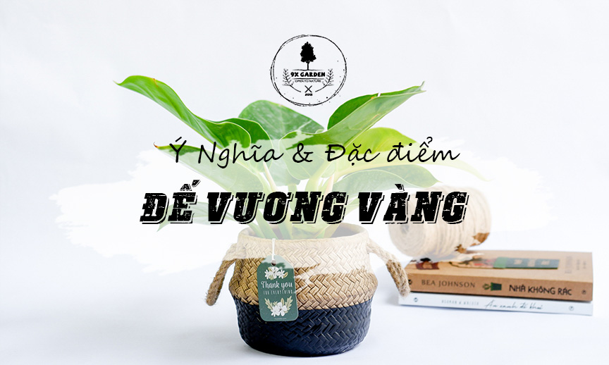 Ý Nghĩa & Đặc Điểm Cây Trầu Bà Đế Vàng