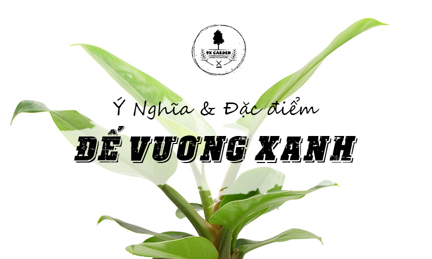 Ý Nghĩa & Đặc Điểm Trầu Bà Đế Vương Xanh - 9X GARDEN
