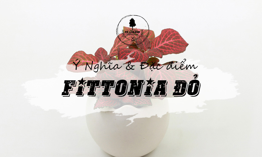Ý Nghĩa & Đặc Điểm Fittonia Đỏ - Lá may mắn đỏ - 9X GARDEN