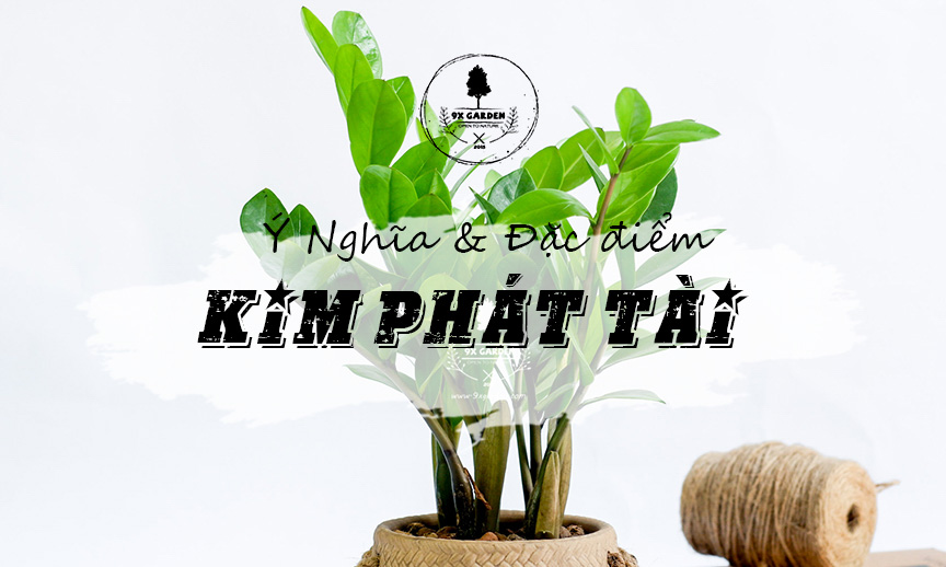 Ý Nghĩa & Đặc Điểm Cây Kim Phát Tài