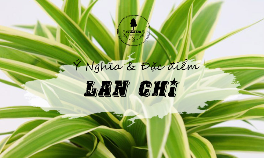 Plant Wiki – Cây Lan Chi