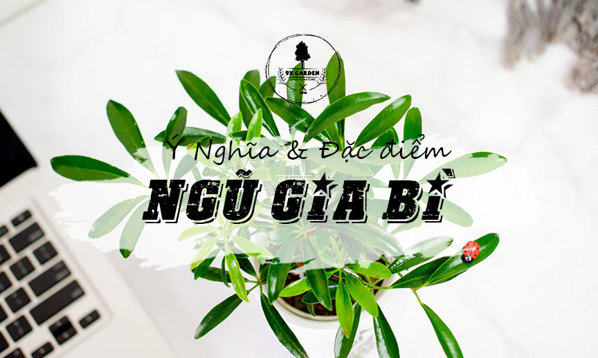 Ý Nghĩa & Đặc Điểm Cây Ngũ Gia Bì - 9X GARDEN