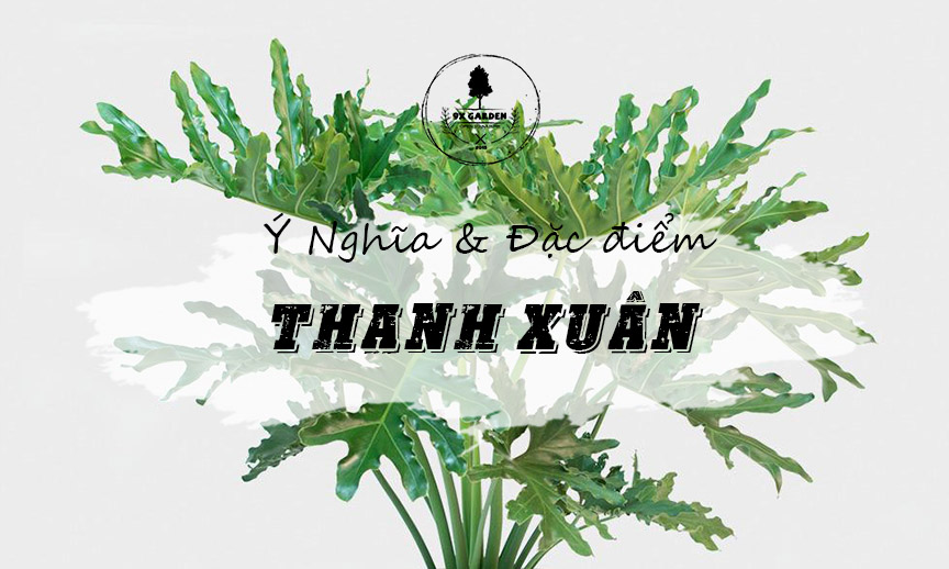 Ý Nghĩa & Đặc Điểm Cây Thanh Xuân - 9X GARDEN