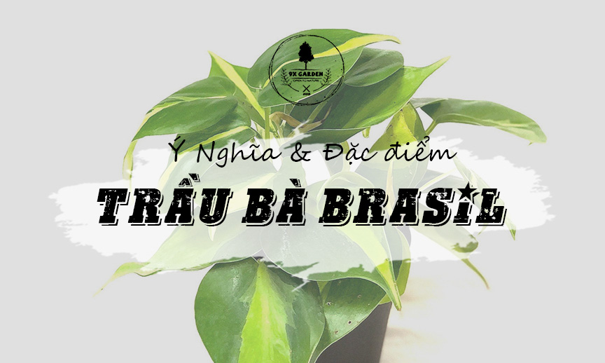 Plant Wiki – Trầu Bà Brasil