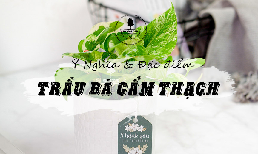 Plant Wiki – Trầu Bà Cẩm Thạch