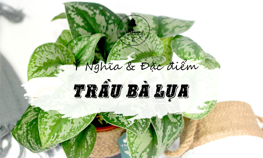 Ý Nghĩa & Đặc Điểm Cây Trầu Bà Lụa