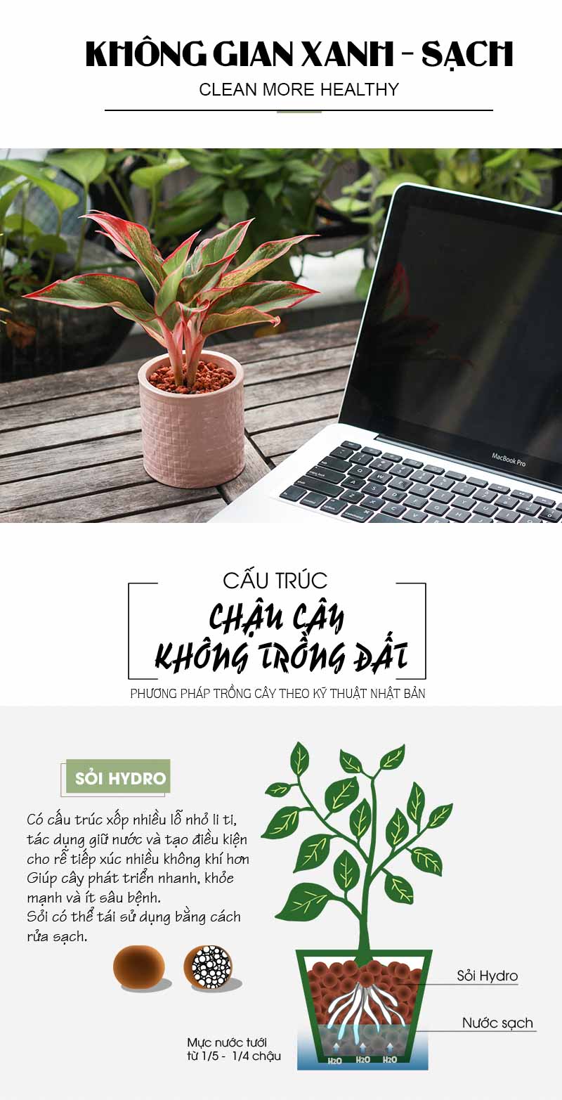 Cây Phú Quý - Cây Trồng Không Cần Đất 9X Garden