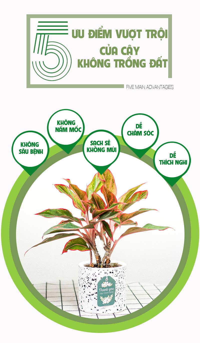 Cây Phú Quý - Cây Trồng Không Cần Đất 9X Garden