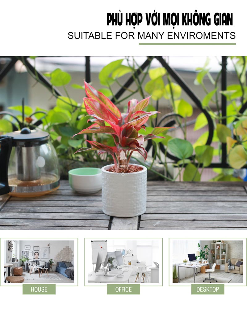 Cây Phú Quý - Cây Trồng Không Cần Đất 9X Garden