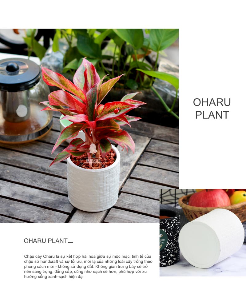 Cây Phú Quý - Cây Trồng Không Cần Đất 9X Garden