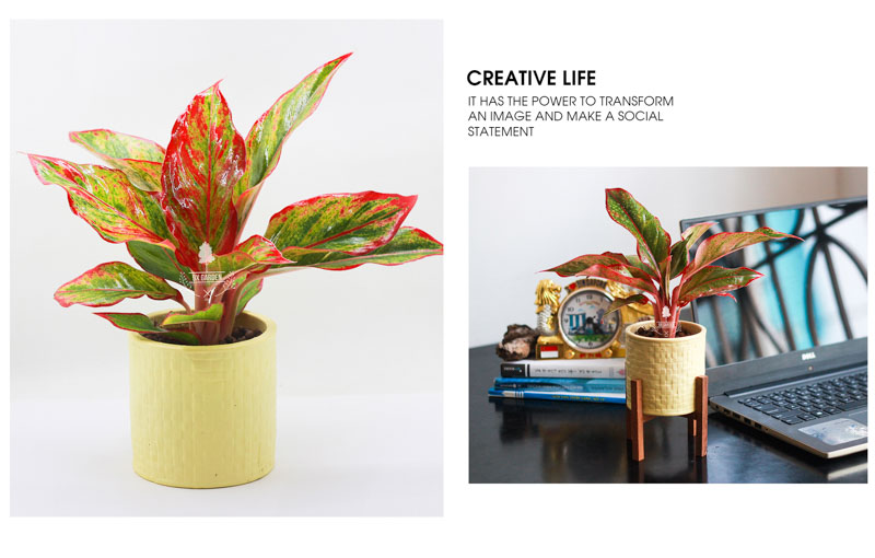 Cây Phú Quý - Cây Trồng Không Cần Đất 9X Garden