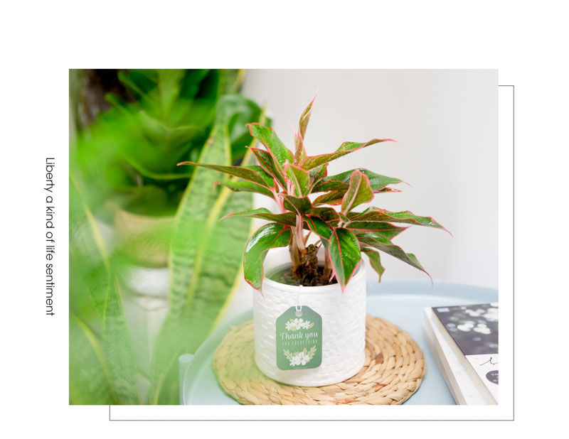 Cây Phú Quý - Cây Trồng Không Cần Đất 9X Garden