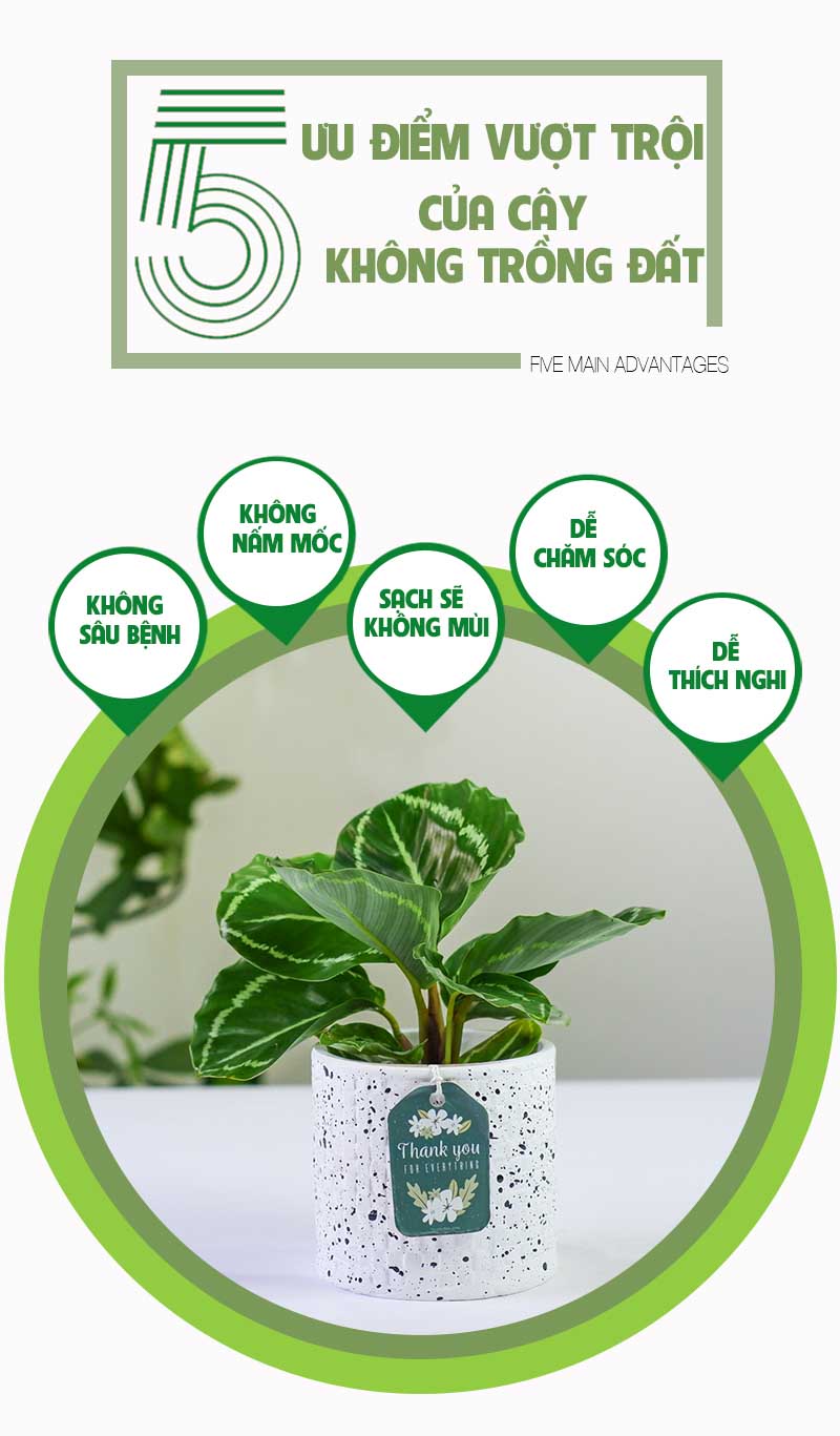 Đuôi Công Xanh 8.0 - Cây Trồng Không Cần Đất 9X Garden