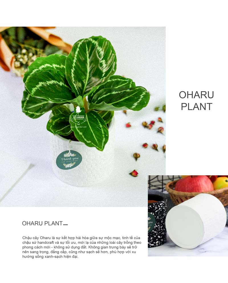 Đuôi Công Xanh 8.0 - Cây Trồng Không Cần Đất 9X Garden