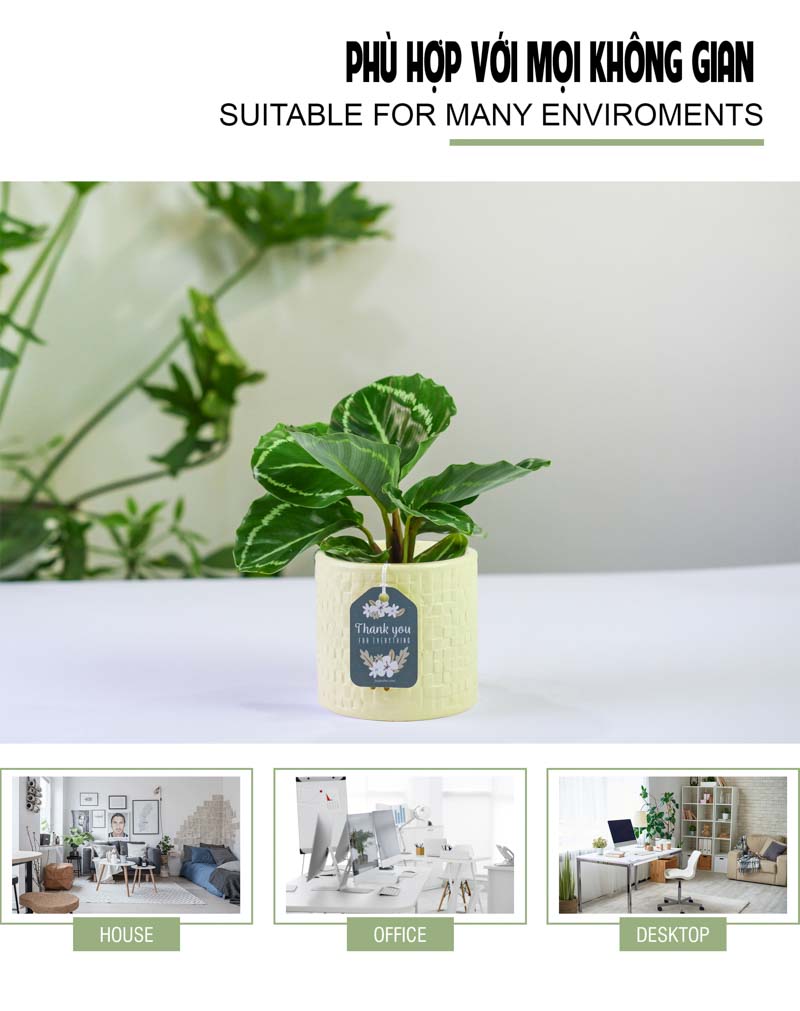 Đuôi Công Xanh 8.0 - Cây Trồng Không Cần Đất 9X Garden