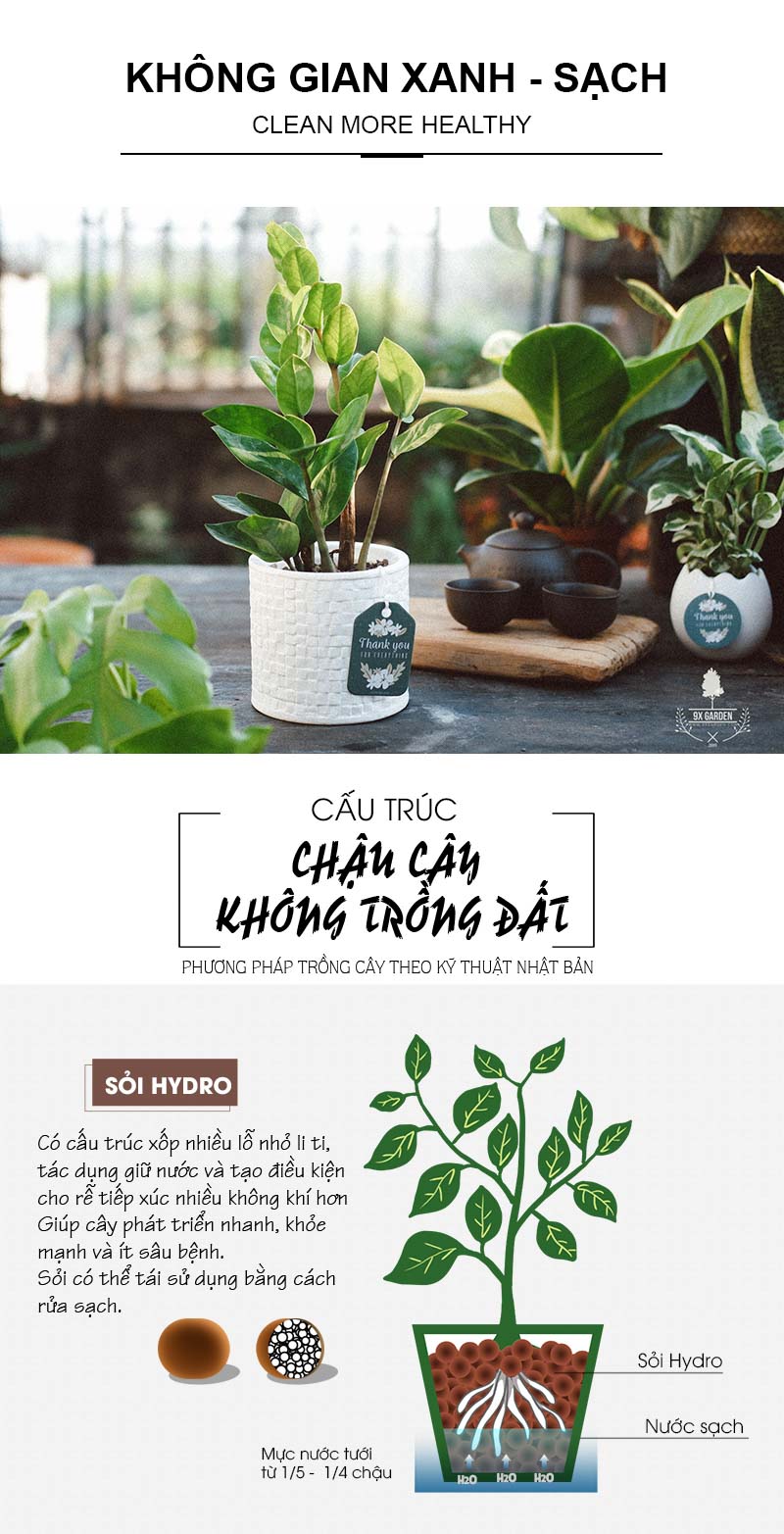 Kim Phát Tài 8.0 - Cây Trồng Không Cần Đất 9X Garden