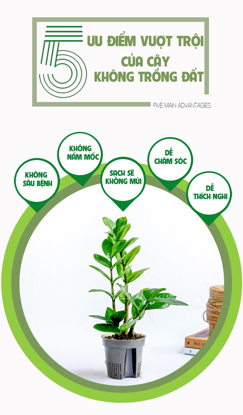 Kim Phát Tài 8.0 - Cây Trồng Không Cần Đất 9X Garden