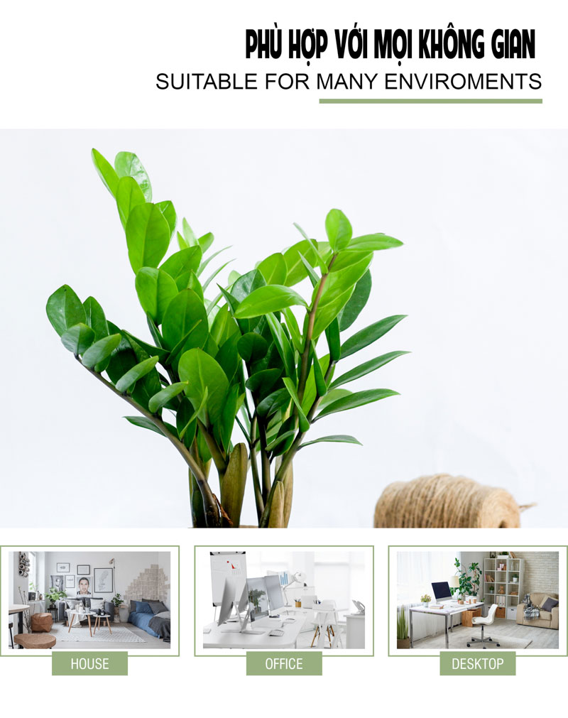 Kim Phát Tài 8.0 - Cây Trồng Không Cần Đất 9X Garden