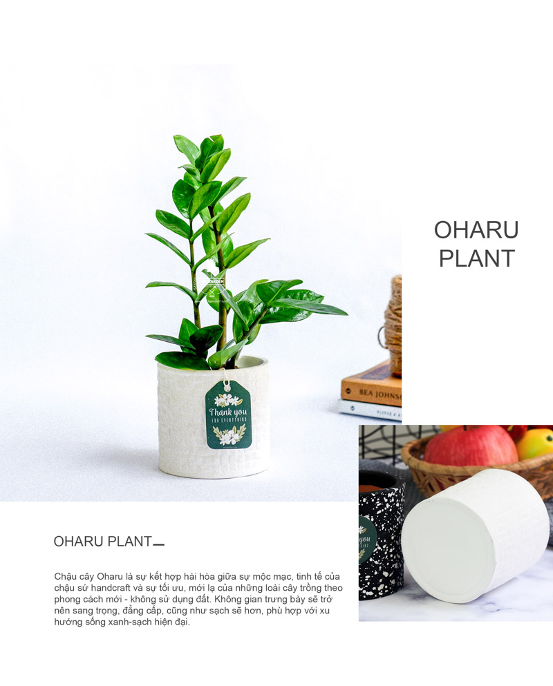 Kim Phát Tài 8.0 - Cây Trồng Không Cần Đất 9X Garden