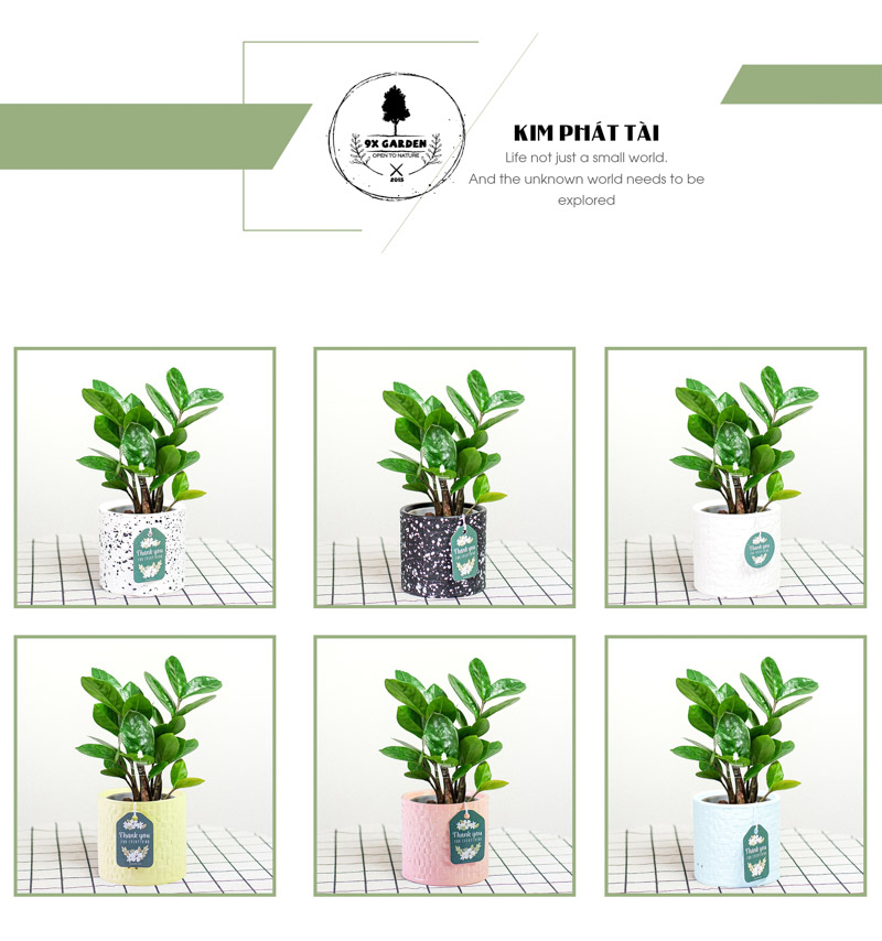 Kim Phát Tài 8.0 - Cây Trồng Không Cần Đất 9X Garden