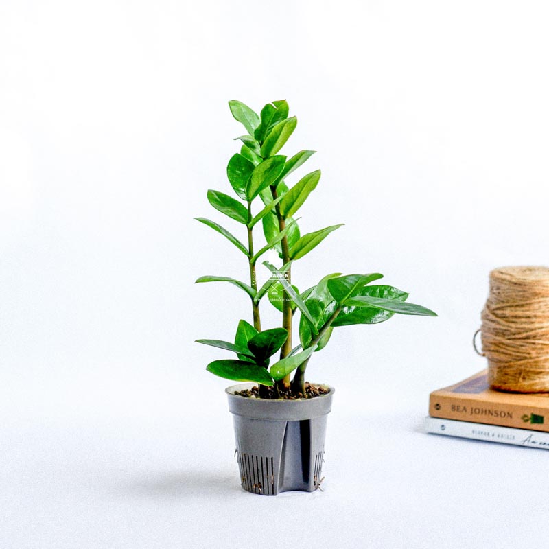 Kim Phát Tài 8.0 - Cây Trồng Không Cần Đất 9X Garden