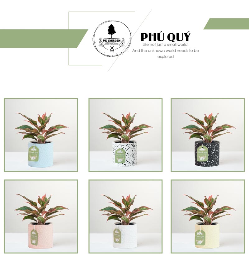 Phú Quý x Ami 10.0 - Cây Trồng Không Đất - 9X GARDEN