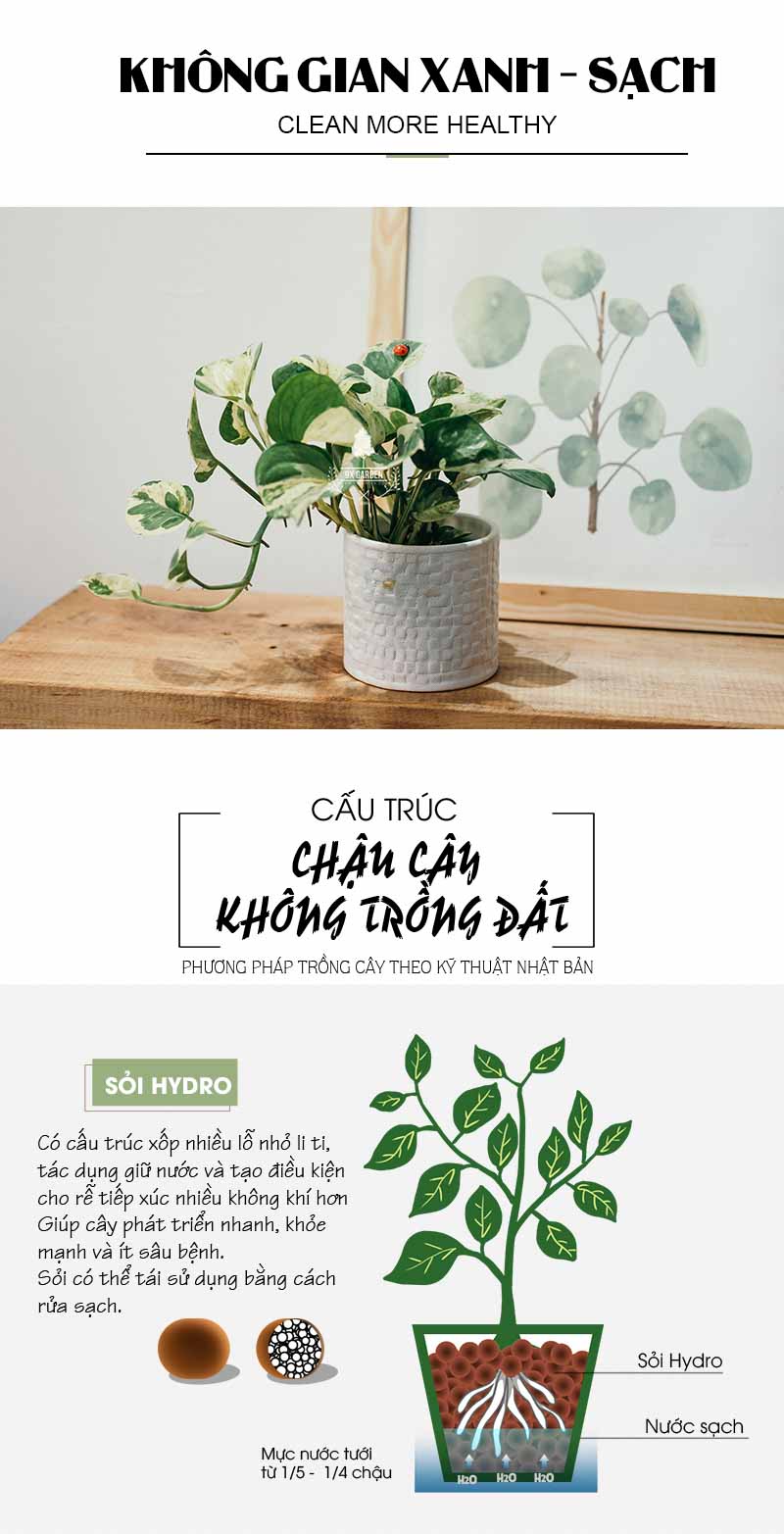 Trầu Bà Cẩm Thạch 8.0 - Cây Trồng Không Cần Đất