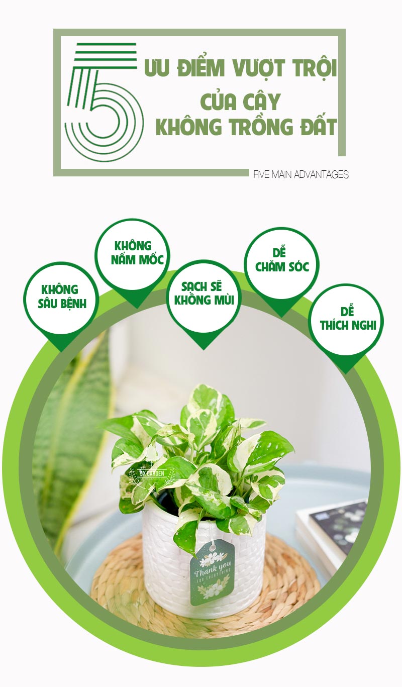 Trầu Bà Cẩm Thạch 8.0 - Cây Trồng Không Cần Đất