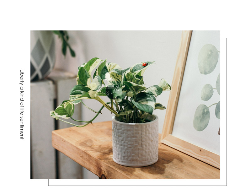 Trầu Bà Cẩm Thạch 8.0 - Cây Trồng Không Cần Đất